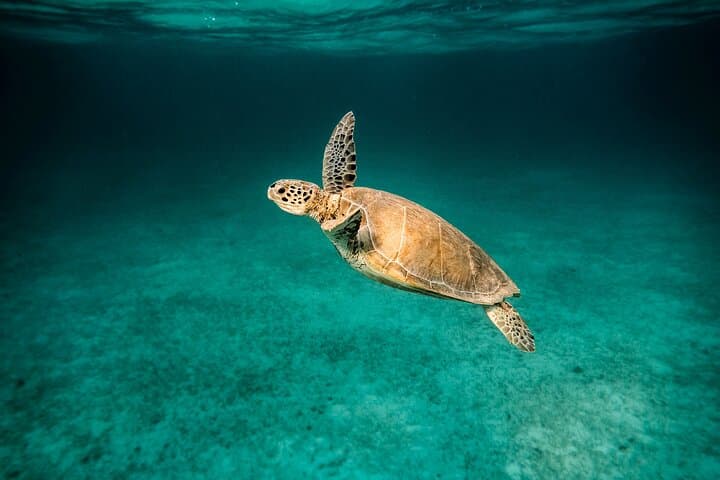 Private Scuba Diving Catamaran Tour in Martinique — Snorkel, Intro Dive & Turtle Swim photo 6