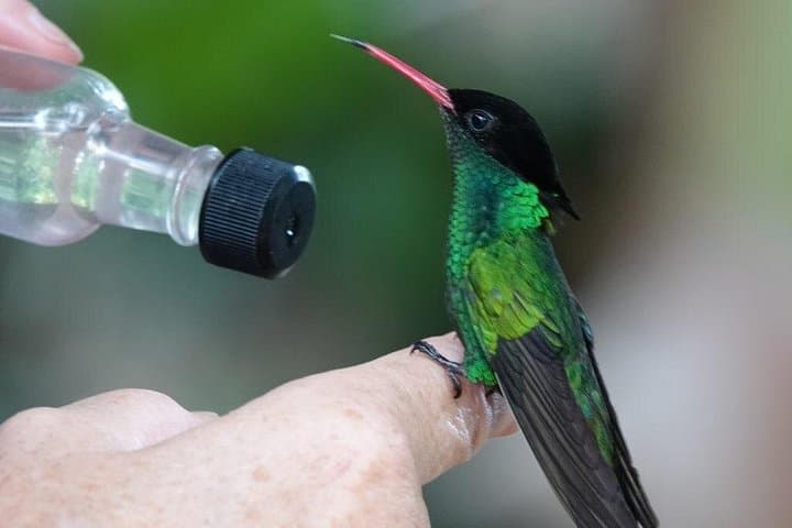 Private Lethe River Bamboo Rafting and Negril Bird Sanctuary Day Tour photo 6