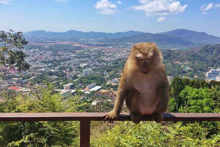 Phuket Sunset Tour: Promthep Cape, Monkey Hill & Chillva Market Evening Experience photo 4