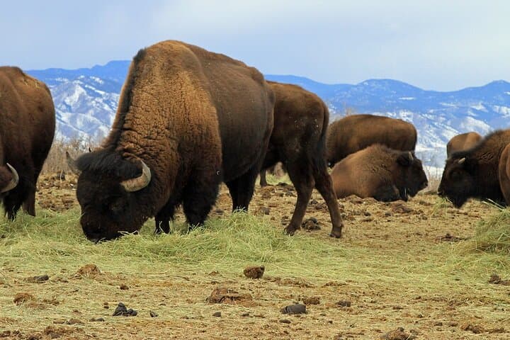Colorado Green Mountain Sunset Tour from Denver: Red Rocks, Lookout Mountain & Buffalo Viewing