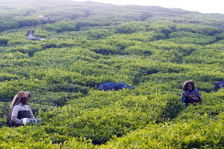 Munnar Day Tour: Waterfalls, Tea-Trek & Lockhart Tea Factory Experience photo 2