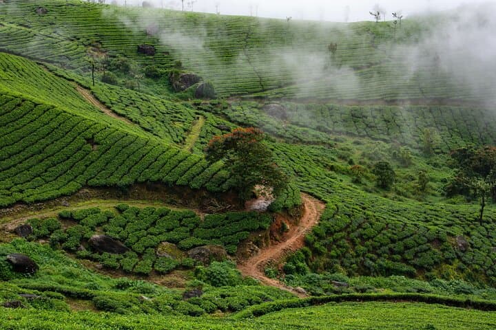 Munnar Day Tour: Waterfalls, Tea-Trek & Lockhart Tea Factory Experience