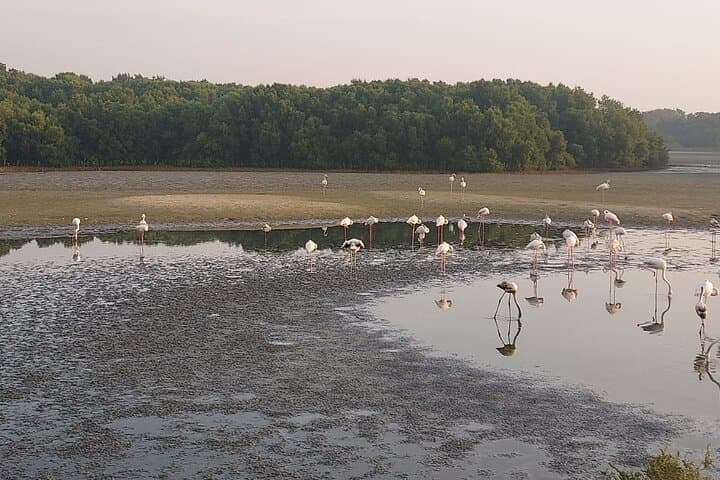 Bird Watching Tour in Dubai: Ras Al Khor Flamingos & Urban Wetland Safari