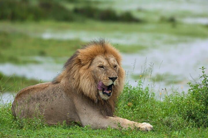 Day Safari to Tarangire National Park from Arusha: Elephants, Baobabs & River Game Drives photo 5
