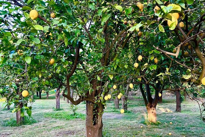 Sorrento Lemon Grove Tour: Taste the IGP Oval Lemon & Limoncello Tasting photo 4