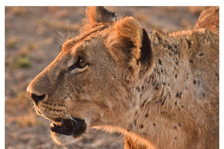 Half Day Nairobi National Park Safari: Wildlife Viewing On The Edge Of The City photo 2