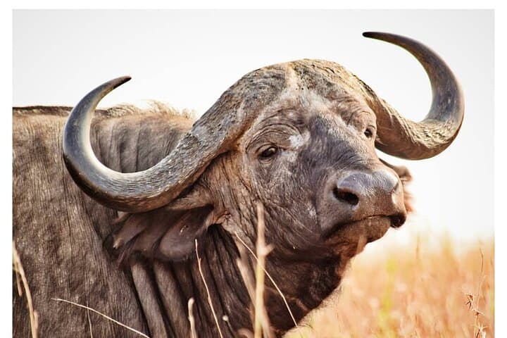 Half Day Nairobi National Park Safari: Wildlife Viewing On The Edge Of The City photo 3