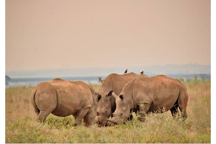 Half Day Nairobi National Park Safari: Wildlife Viewing On The Edge Of The City photo 4