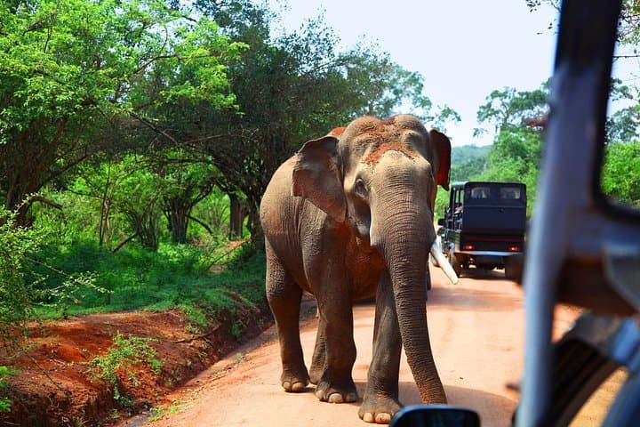 Private Yala Safari from Bentota, Kalutara, Ahungalla & Hikkaduwa photo 1