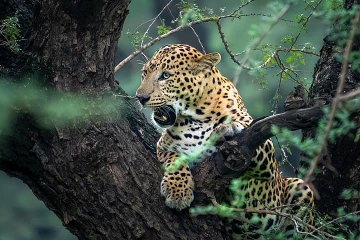 Private Yala Safari from Bentota, Kalutara, Ahungalla & Hikkaduwa photo 2