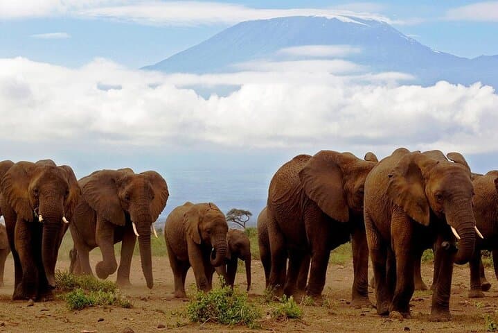 Full-Day Amboseli Safari and Maasai Village Day Trip from Nairobi