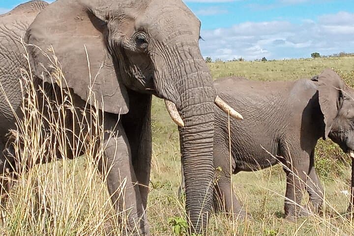 Full-Day Amboseli Safari and Maasai Village Day Trip from Nairobi photo 3