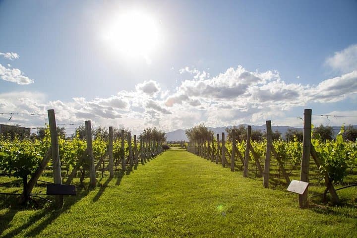 Private Maipú Valley Wine Tour from Mendoza: Full-Day Tastings & Lunch photo 1