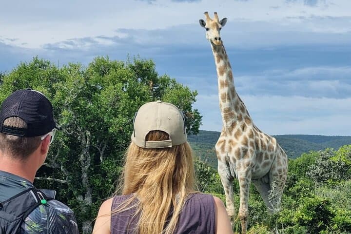 Addo Elephant Park Full-Day Safari and Guided Giraffe Walk from Port Elizabeth