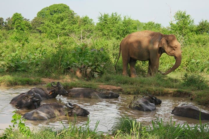 Udawalawe National Park Safari — Private Full-Day Tour from Colombo photo 1