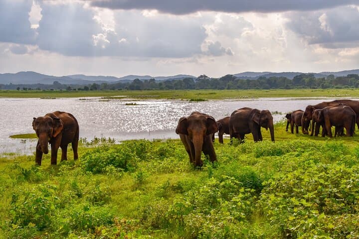 Udawalawe National Park Safari — Private Full-Day Tour from Colombo photo 2