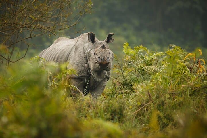 Explore Chitwan National Park: 3-Day Wildlife Safari in Nepal