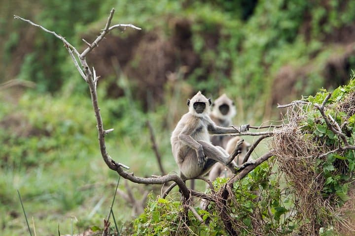Private Safari to Bundala National Park from Hambantota — Jeep Tour for Birding & Wildlife
