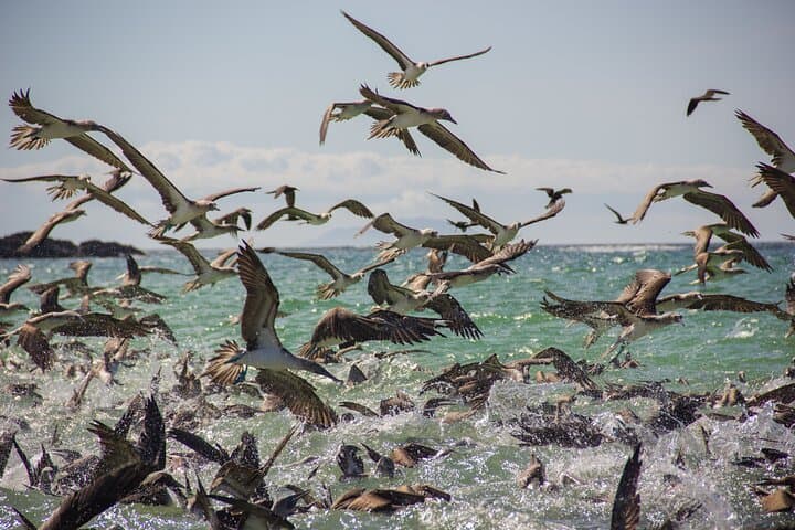 Galapagos Island Hopping: 8-Day Wildlife & Snorkel Expedition photo 4