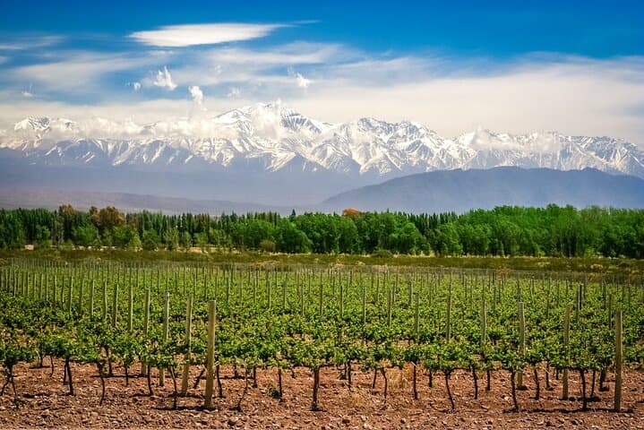 Full-Day Luján de Cuyo Wine Tour — Private Tastings & Paired Lunch from Mendoza