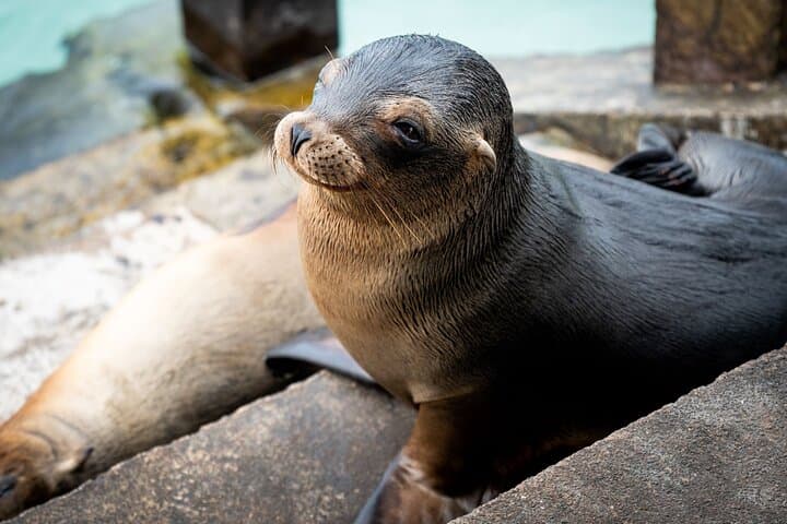 Galapagos Island Hopping: 8-Day Wildlife & Snorkel Expedition photo 2