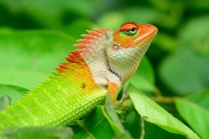 Private Tour to Sinharaja Rainforest from Colombo: Day-Trip Guide photo 5