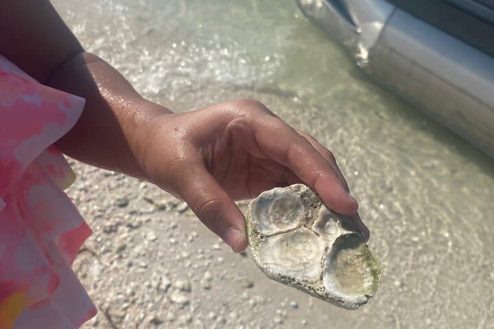 Clearwater Beach Pontoon Tours: Dolphin Watching, Island Hopping & Snorkeling photo 2