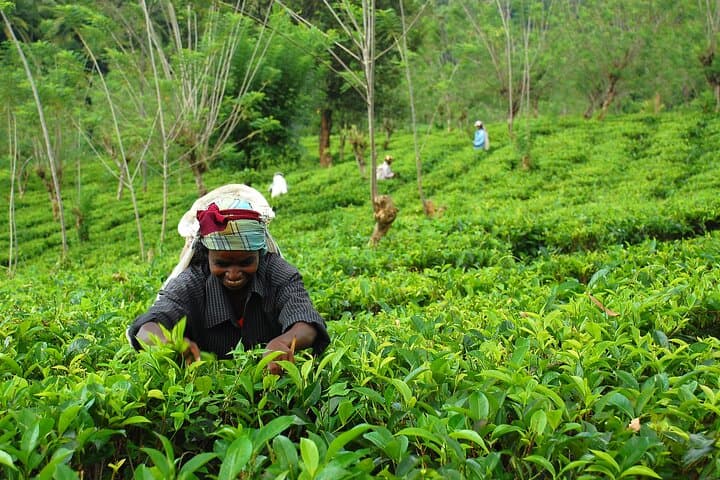 Private Ceylon Tea Experience from Colombo — Ingiriya Tea Plantation & Colombo City Sights