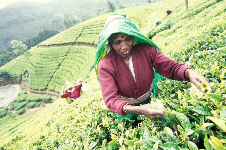 Private Ceylon Tea Experience from Colombo — Ingiriya Tea Plantation & Colombo City Sights photo 5