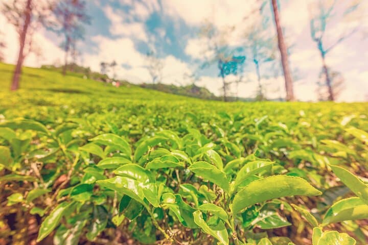 Private Ceylon Tea Experience from Colombo — Ingiriya Tea Plantation & Colombo City Sights photo 6