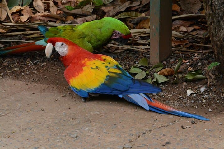 Private Roatán Eco Tour: Sloths, Monkeys & Chocolate Tasting photo 4