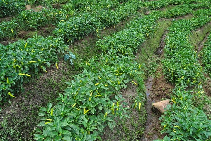 Private Spice Garden & Tea Factory Tour from Colombo to Kegalle photo 1