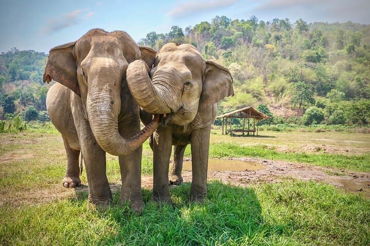 Private Sigiriya Rock and Minneriya Elephant Safari from Negombo — Full-Day Private Tour photo 5