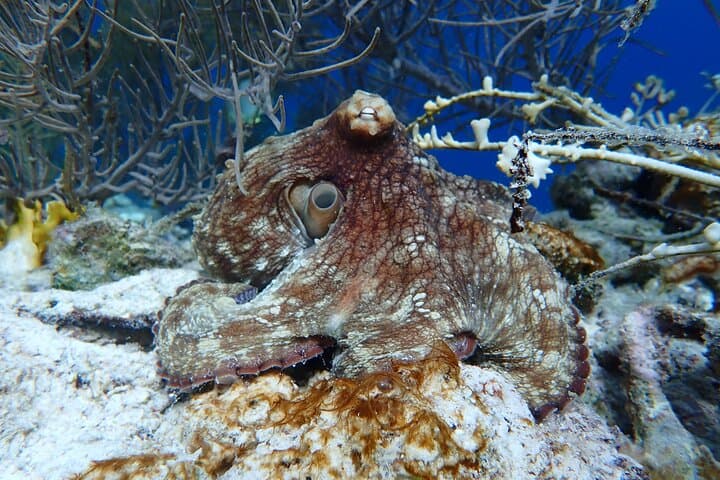 Klein Bonaire Marine Park Two-Stop Snorkel Trip from Kralendijk photo 6