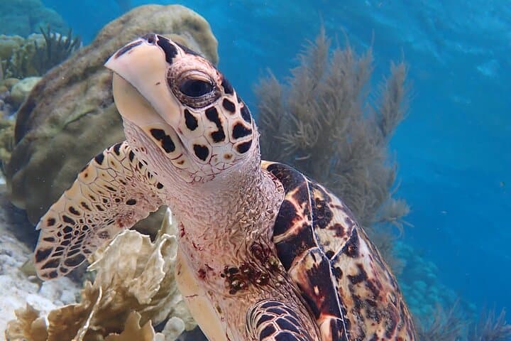 Klein Bonaire Marine Park Two-Stop Snorkel Trip from Kralendijk photo 4