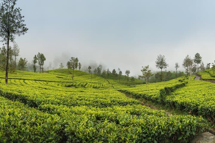 Private Ella Day Tour: Train Ride, Nine Arches & Tea Plantation photo 5