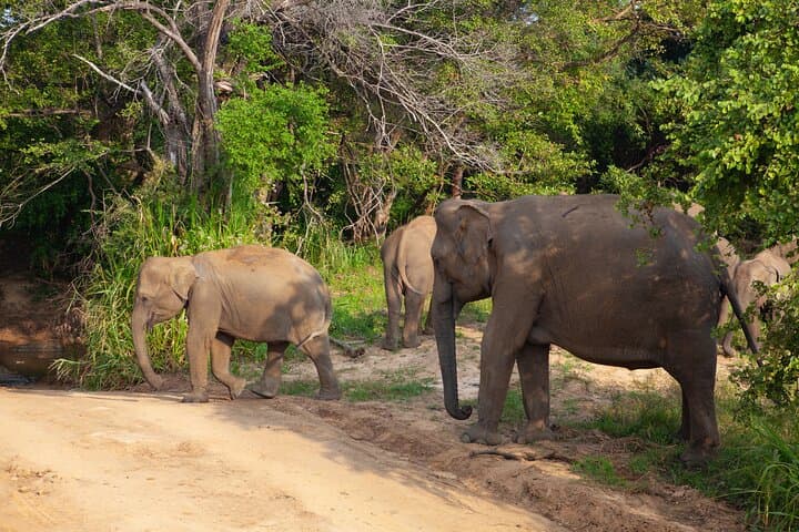 Private Hurulu Eco Park Safari from Colombo — Elephant Encounters in Sri Lanka