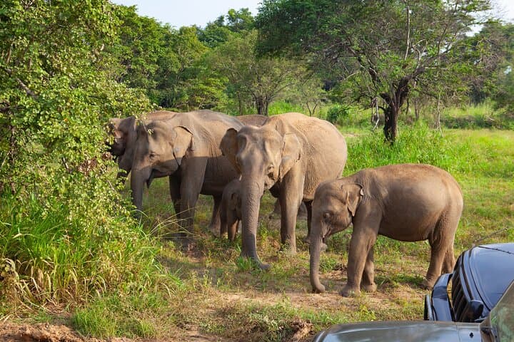 Private Hurulu Eco Park Safari from Colombo — Elephant Encounters in Sri Lanka photo 5