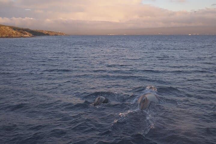 Maui Whale Watching and Drone Photoshoot: Cliffside Humpback Experience photo 3