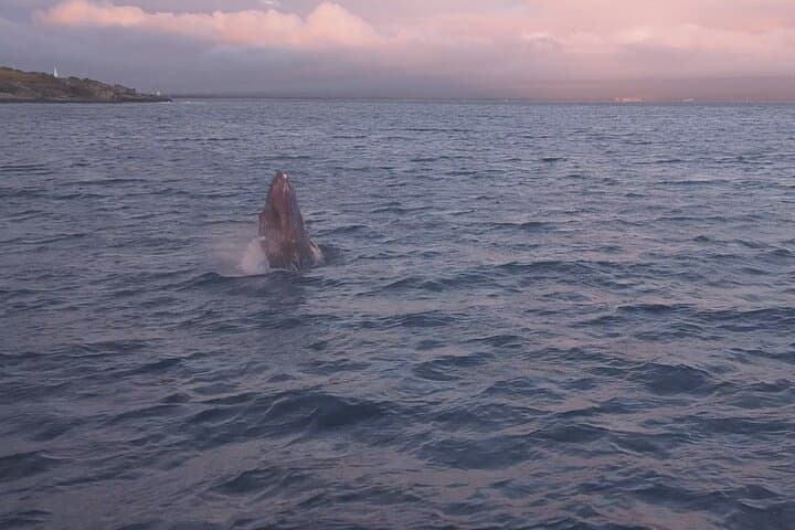 Maui Whale Watching and Drone Photoshoot: Cliffside Humpback Experience photo 5