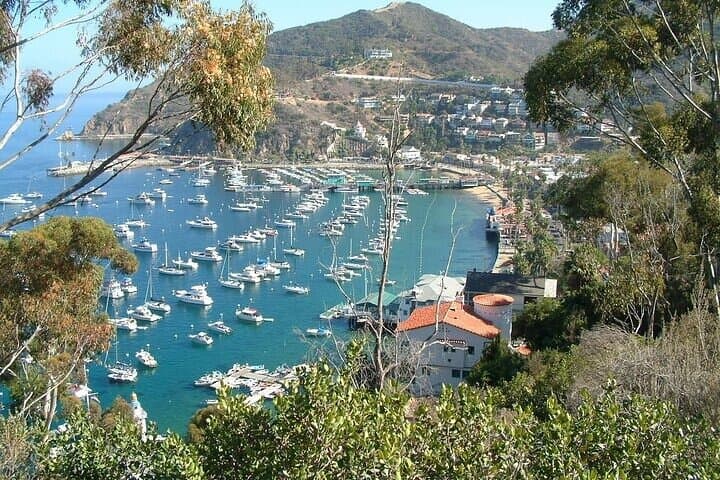 Inside Catalina: 2-Hour Eco Safari to Airport-in-the-Sky photo 3