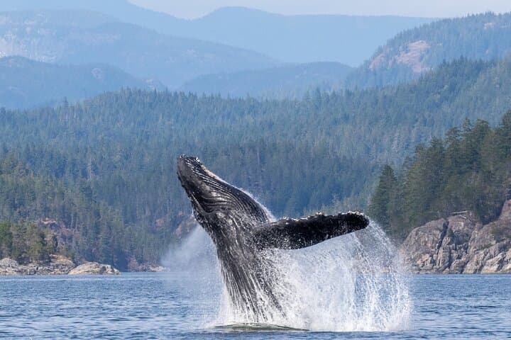Campbell River Whale Watching: 6-Hour Wildlife Cruise with Lunch photo 6
