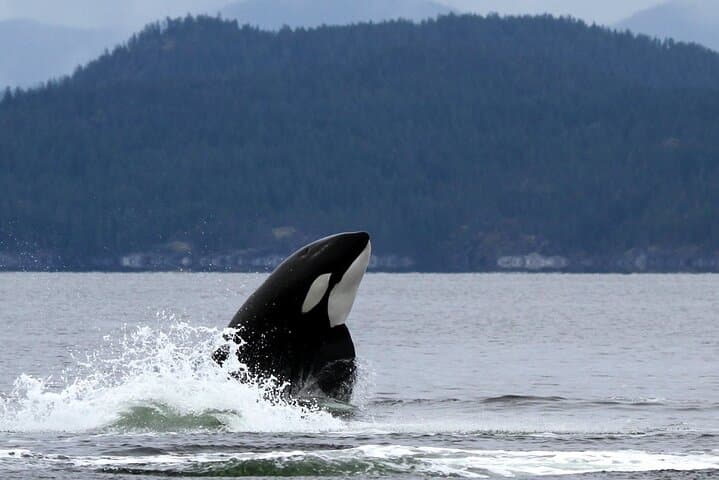 Campbell River Whale Watching: 6-Hour Wildlife Cruise with Lunch photo 5