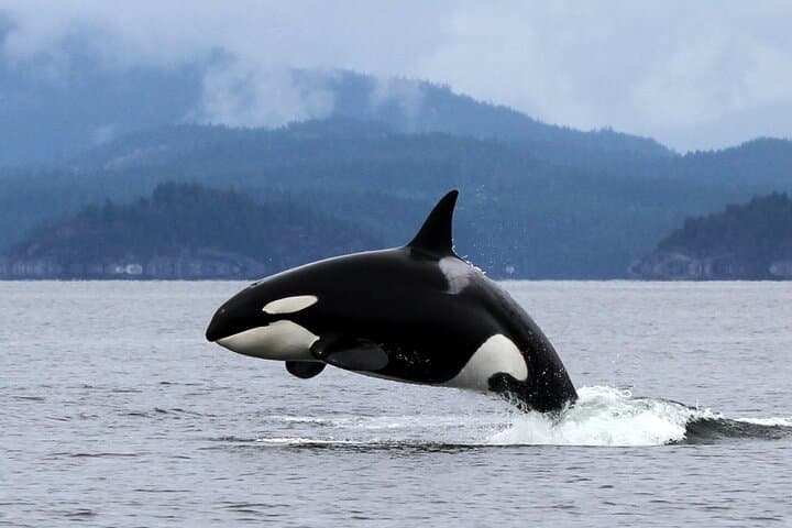 Campbell River Whale Watching: 6-Hour Wildlife Cruise with Lunch photo 4