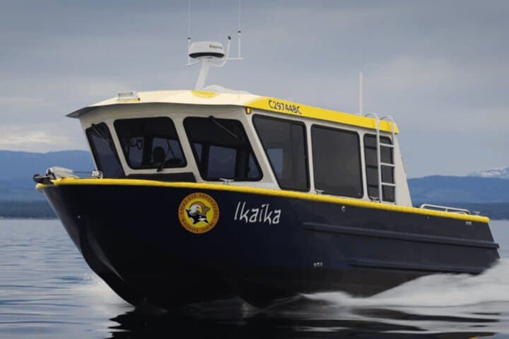 Campbell River Whale Watching: 4-Hour Wildlife Cruise to See Orcas & Humpbacks photo 3