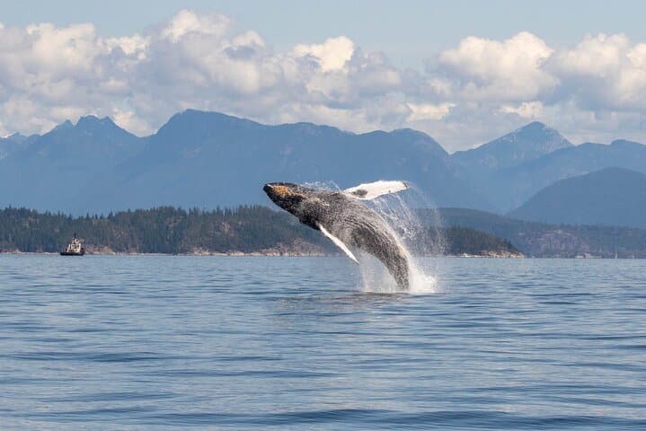 Campbell River Whale Watching: 4-Hour Wildlife Cruise to See Orcas & Humpbacks photo 6