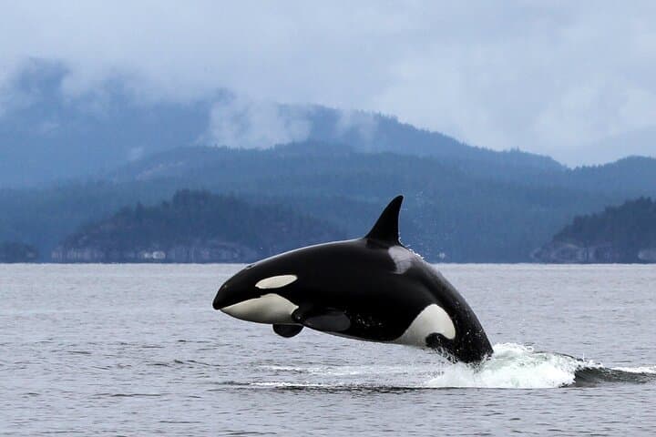 Campbell River Whale Watching: 4-Hour Wildlife Cruise to See Orcas & Humpbacks photo 5