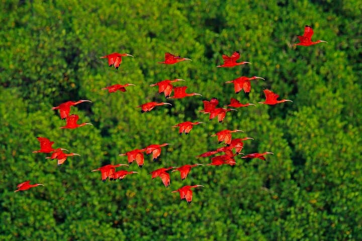 Caroni Swamp Private Tour from Port of Spain – Scarlet Ibis & Mangrove Boat Trip