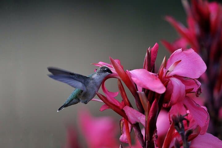 Yerettê Hummingbird Sanctuary: Private Day Tour from Port of Spain