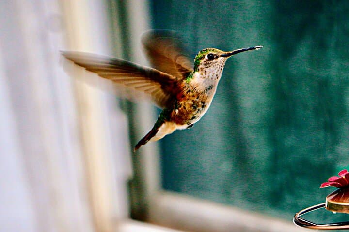 Yerettê Hummingbird Sanctuary: Private Day Tour from Port of Spain photo 2